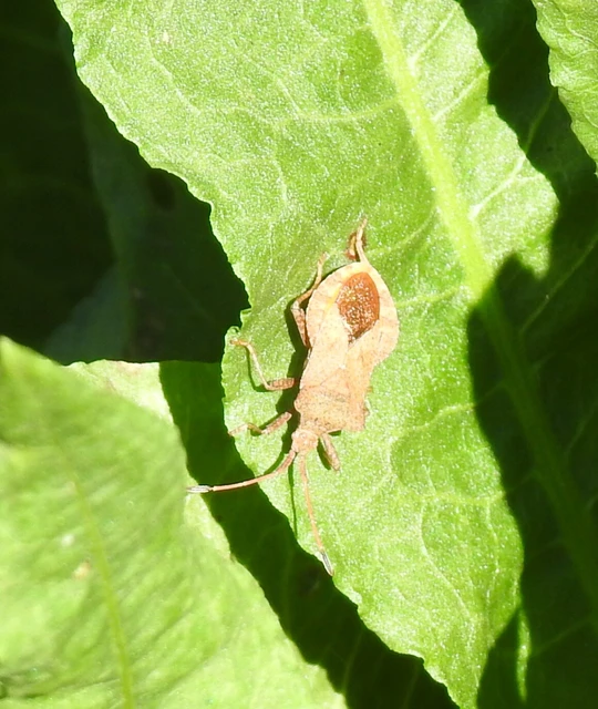 Coreus marginatus - közönséges karimáspoloska