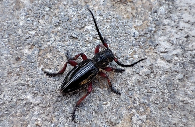 Dorcadion pedestre - kétsávos gyalogcincér Dorcadion pedestre - kétsávos gyalogcincér