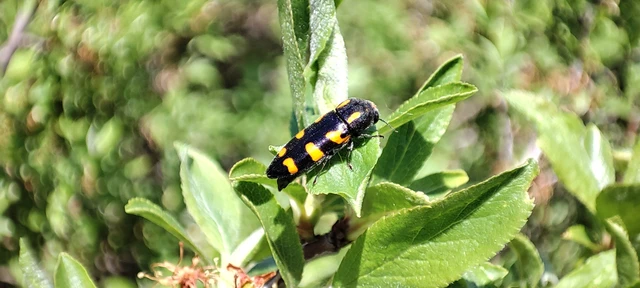 Ptosima undecimmaculata - sárgafoltos díszbogár