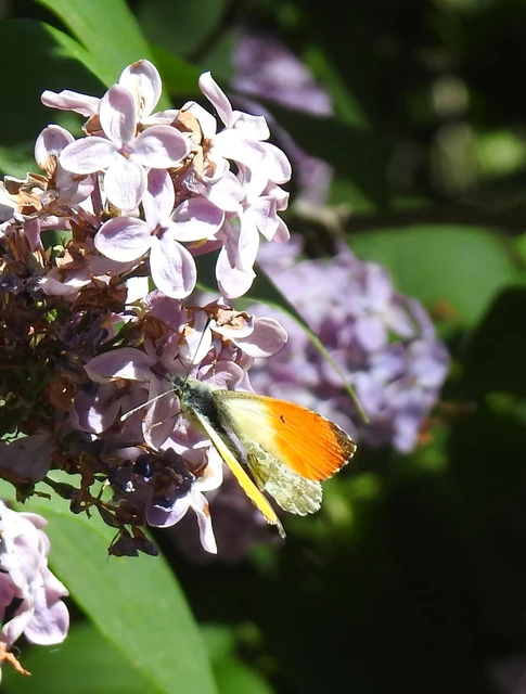Anthocharis cardamines - hajnalpírlepke