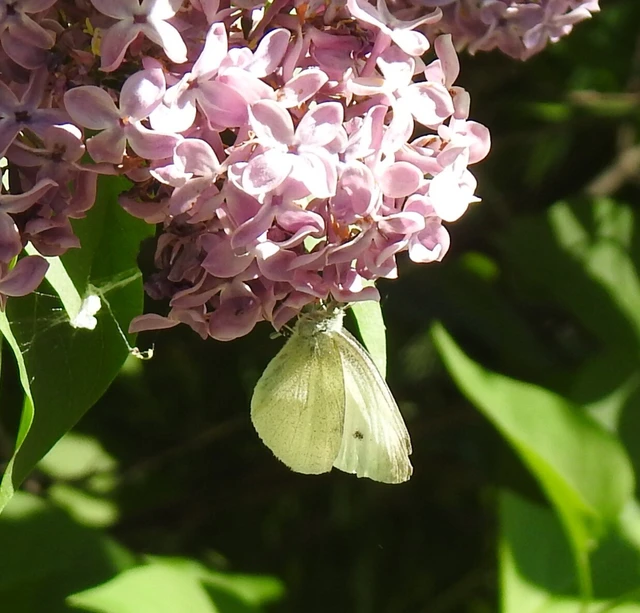 Pieris rapae - répalepke