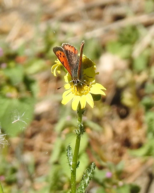 Lycaena phlaeas - közönséges tűzlepke