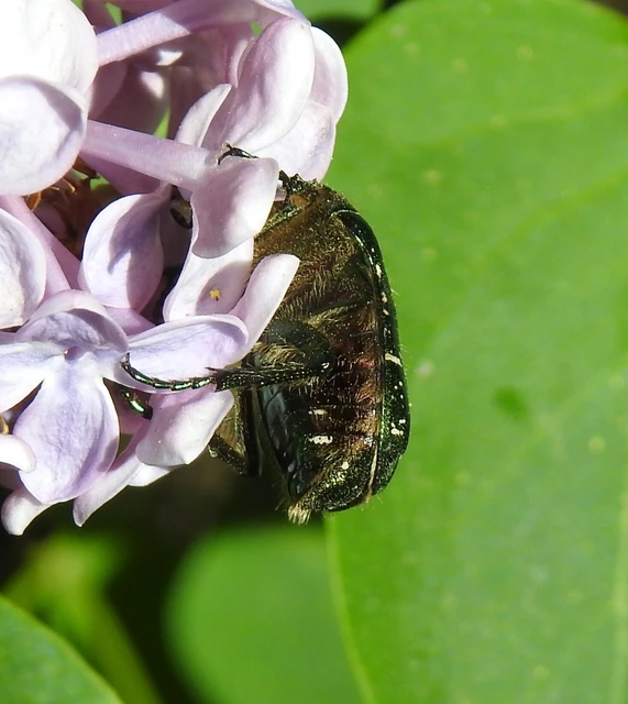 Cetonia aurata - aranyos virágbogár