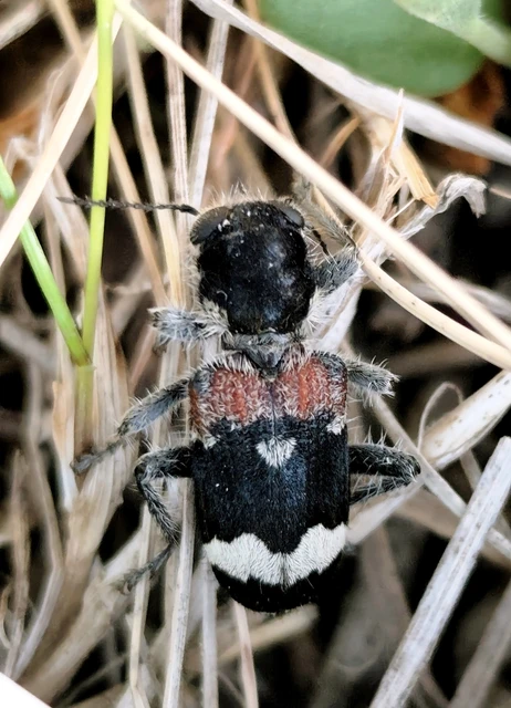 Clerus mutillarius - feketenyakú szúfarkas