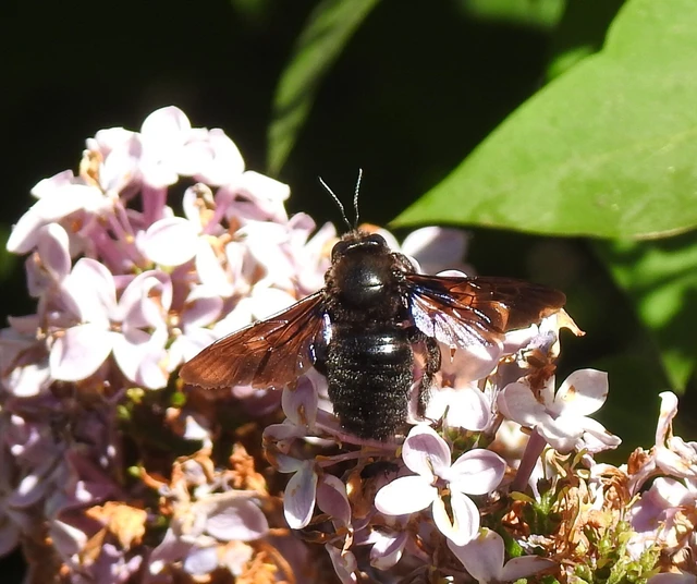 Xylocopa