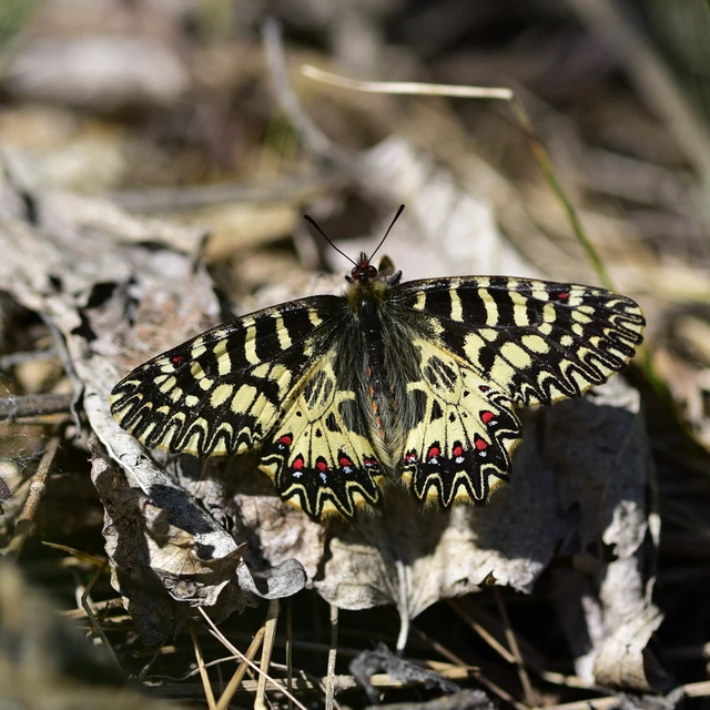 Zerynthia polyxena - farkasalmalepke