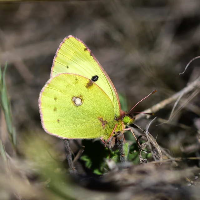 Colias alfacariensis - déli kéneslepke