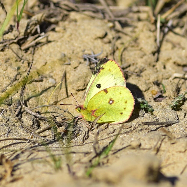 Colias alfacariensis - déli kéneslepke
