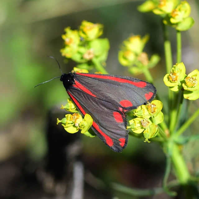 Tyria jacobaeae - jakabfű-medvelepke