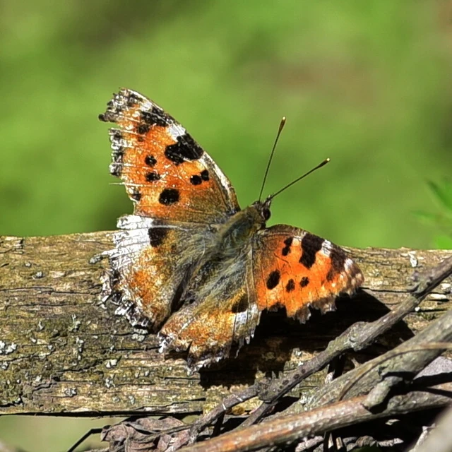 Nymphalis polychloros - nagy rókalepke