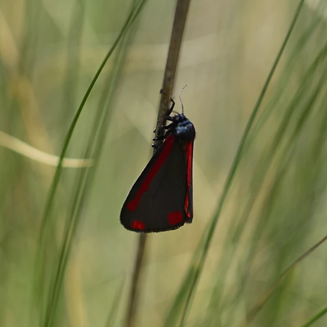 Tyria jacobaeae - jakabfű-medvelepke