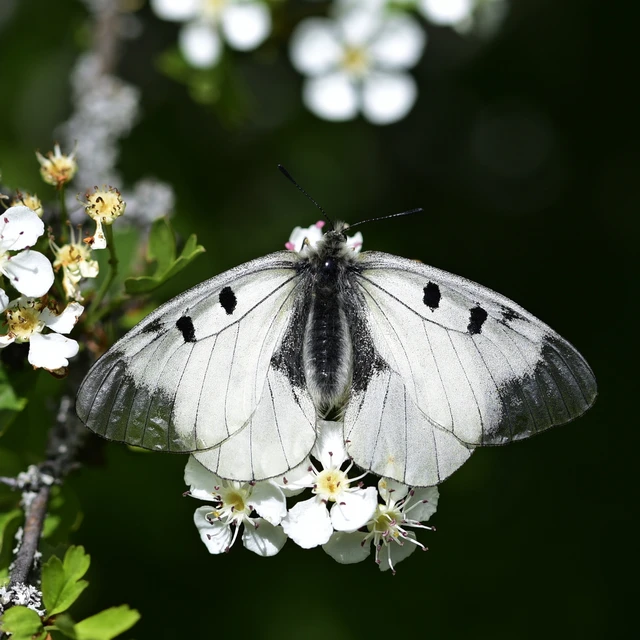 Parnassius mnemosyne - kis apollólepke