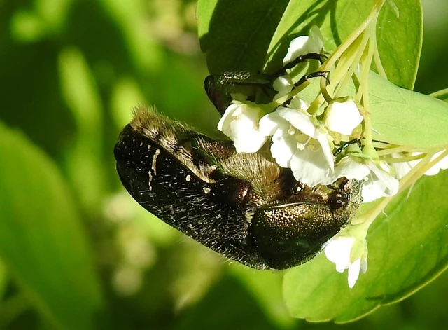 Cetonia aurata - aranyos virágbogár