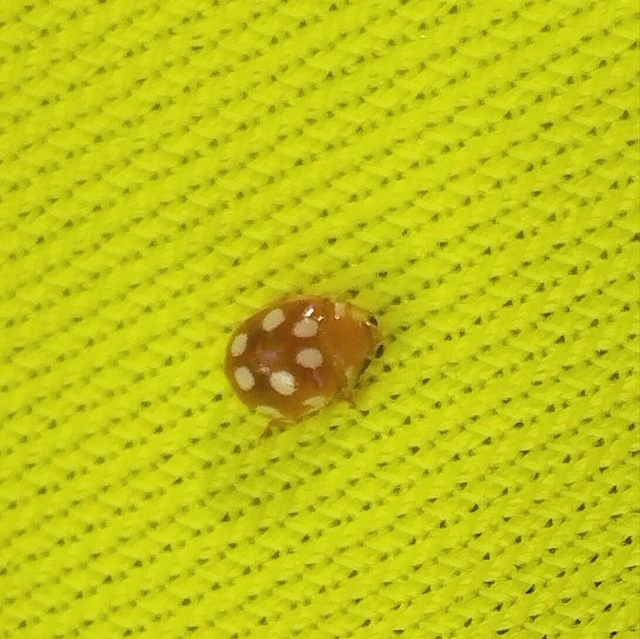 Vibidia duodecimguttata - tizenkétcseppes füsskata