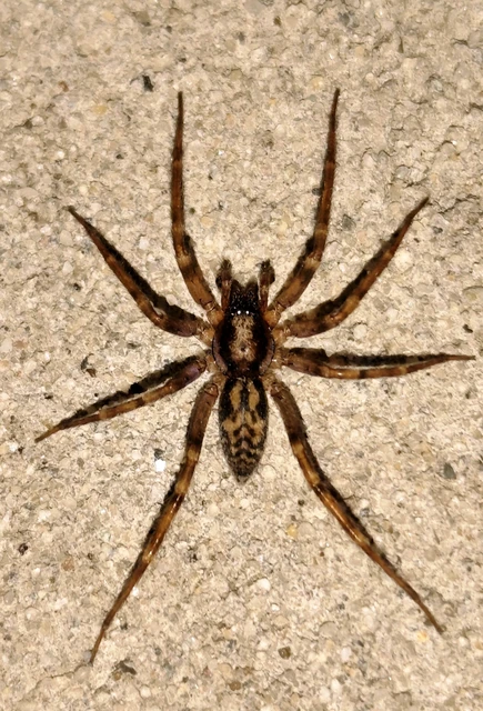 Liocranum rupicola - házaló avarpók