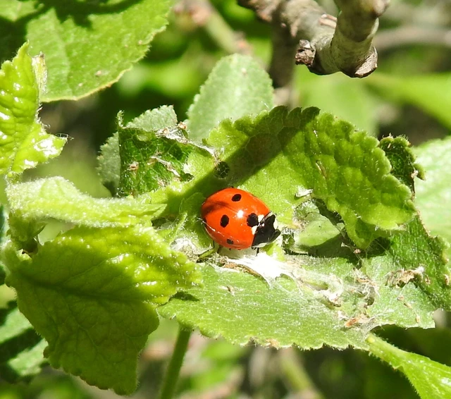 Coccinella septempunctata - hétpettyes katica
