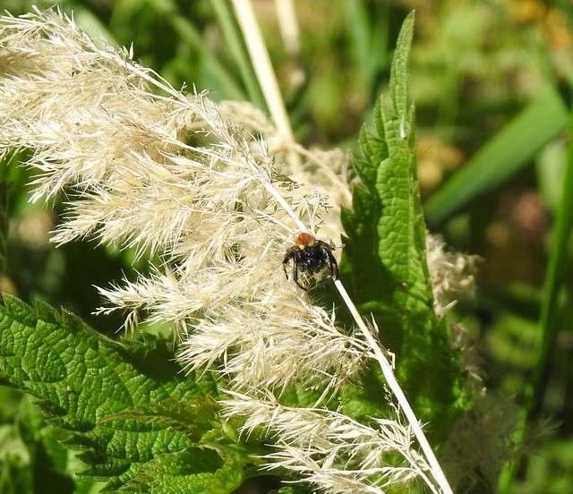 Carrhotus xanthogramma - rozsdás ugrópók