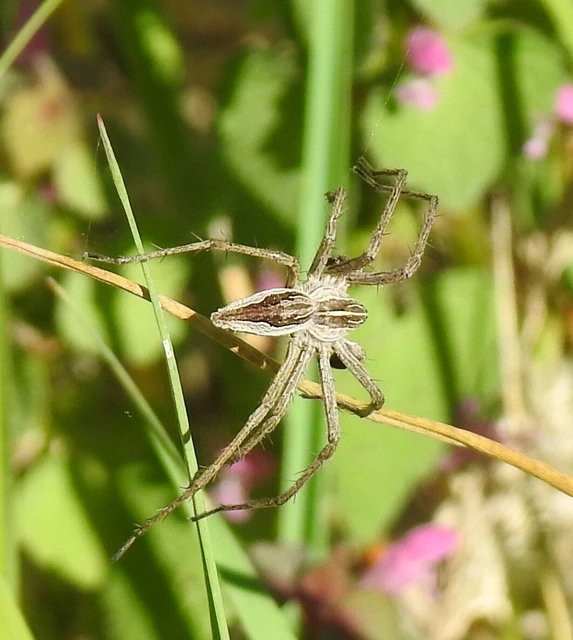 Pisaura mirabilis - csodáspók
