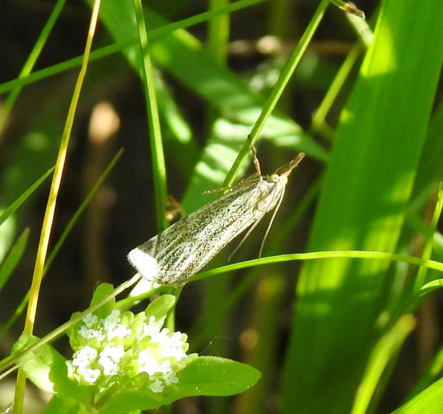 Thisanotia chrysonuchella - tavaszi fűgyökérmoly