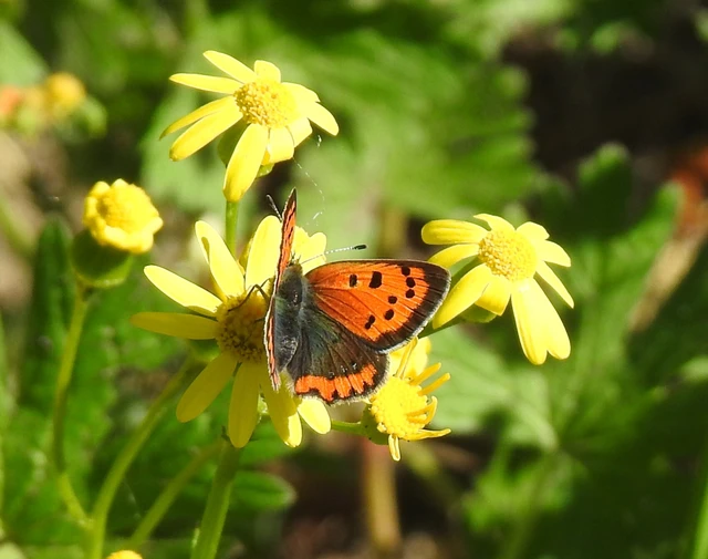 Lycaena phlaeas - közönséges tűzlepke