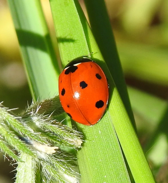 Coccinella septempunctata - hétpettyes katica