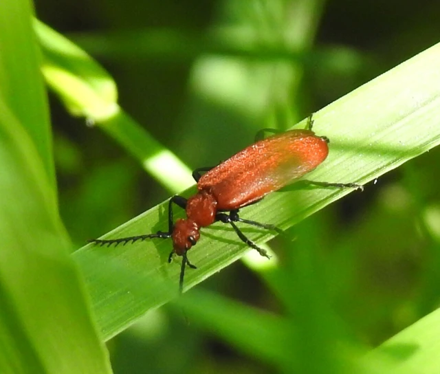Pyrochroa serraticornis - közép-bíborbogár
