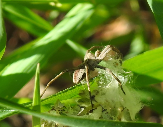 Pisaura mirabilis - csodáspók