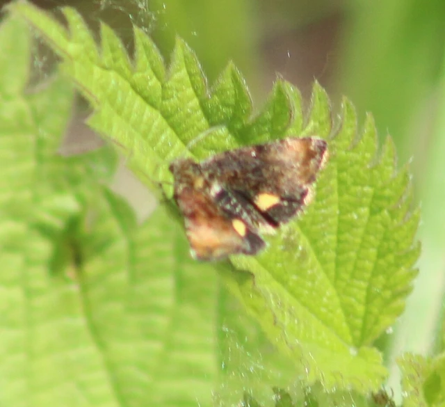 Panemeria tenebrata - apró sárgabagoly