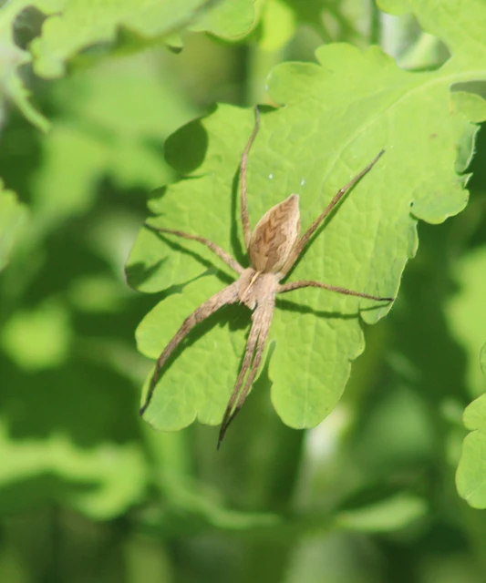 Pisaura mirabilis - csodáspók