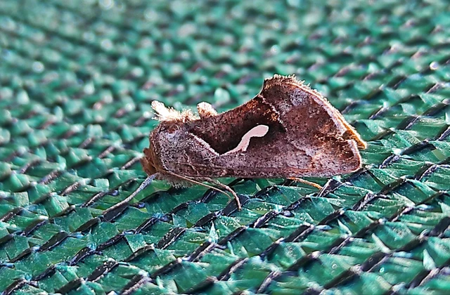 Macdunnoughia confusa - cseppfoltos ezüstbagoly