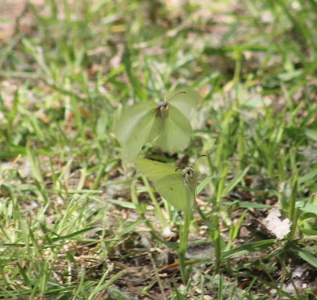 Gonepteryx rhamni - citromlepke