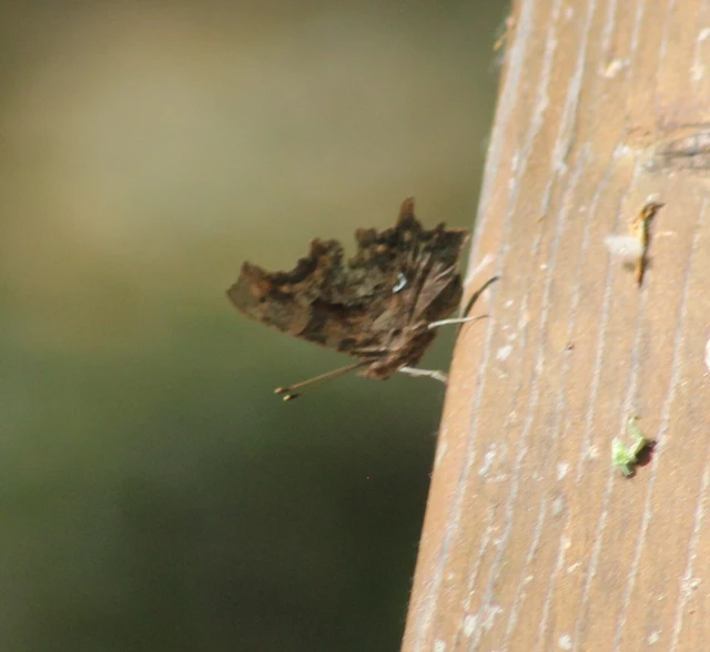 Nymphalis c-album - C-betűs lepke