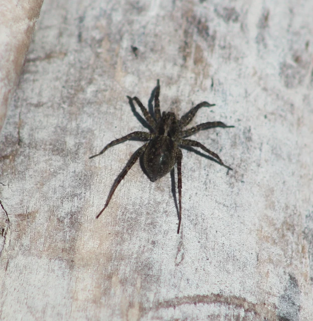 Pardosa