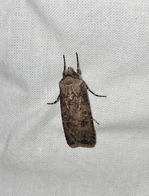 Agrotis segetum - vetési földibagoly