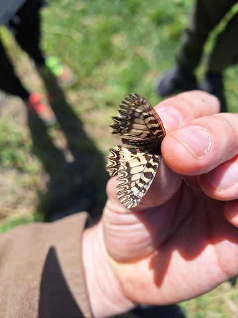 Zerynthia polyxena - farkasalmalepke