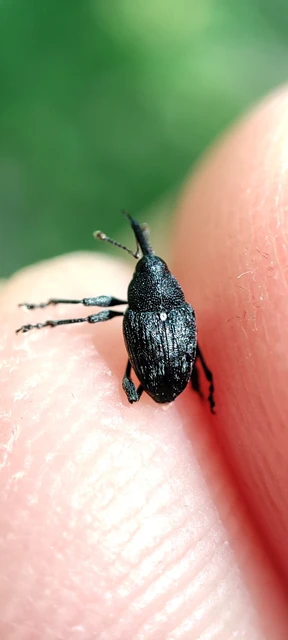 Curculio villosus - gubacslakó zsuzsóka