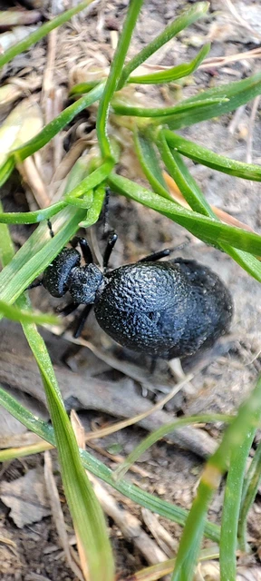 Meloe rugosus - ráncos nünüke