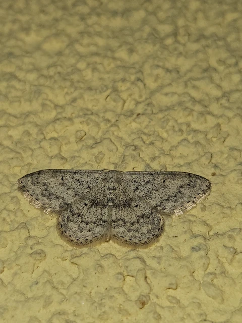 Scopula marginepunctata - pettyes sávosaraszoló