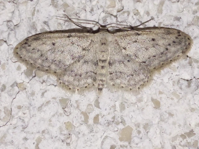 Idaea seriata - szürke apróaraszoló