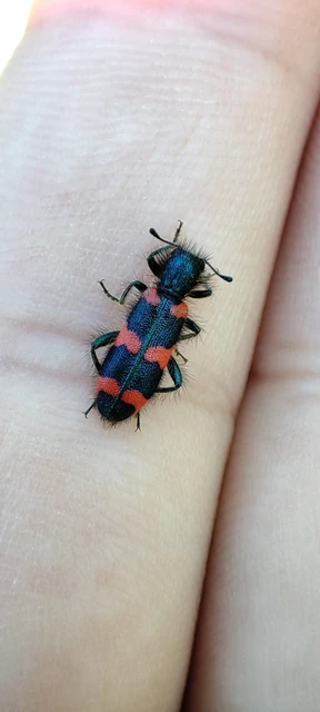 Trichodes favarius - hatfoltos méhészbogár Trichodes favarius - hatfoltos méhészbogár