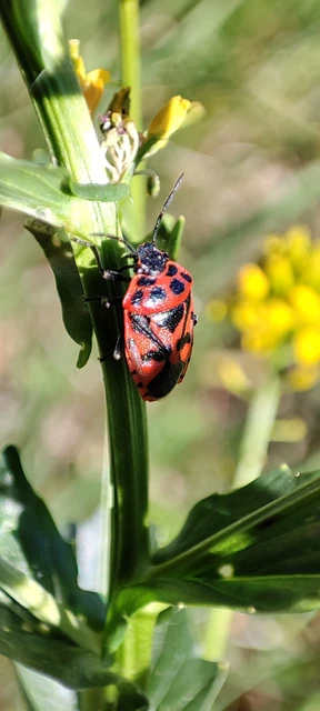 Eurydema ornata - díszespoloska Eurydema ornata - díszespoloska