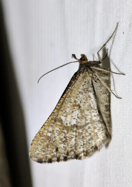 Tephrina murinaria - egérszínű araszoló