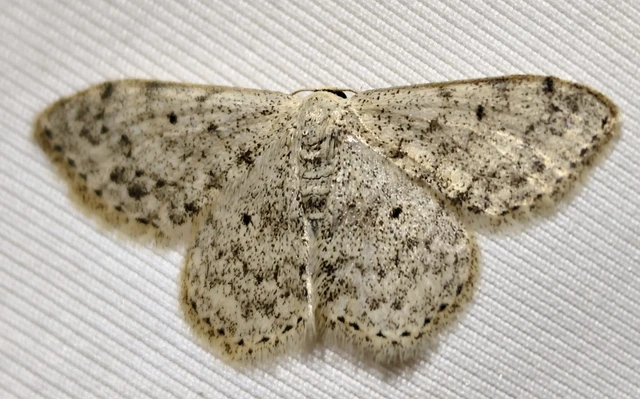 Scopula marginepunctata - pettyes sávosaraszoló