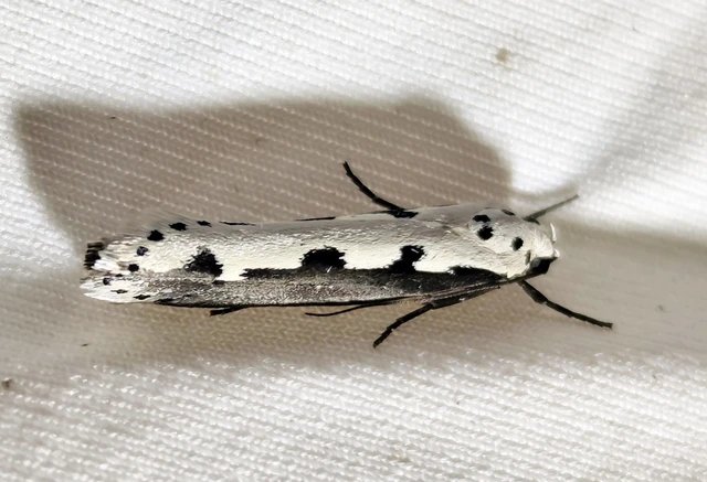 Ethmia bipunctella - kétpettyes feketemoly