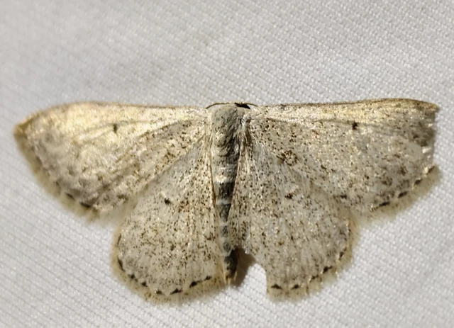 Scopula marginepunctata - pettyes sávosaraszoló