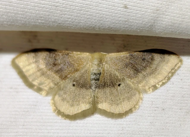 Idaea degeneraria - barnasávos araszoló