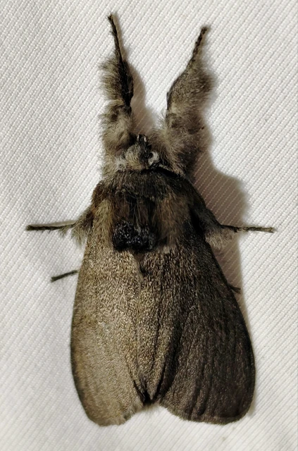 Calliteara pudibunda - hamvasszövő