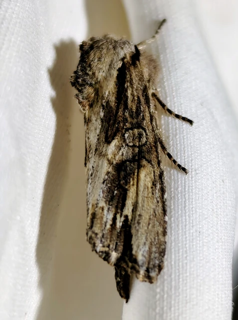 Egira conspicillaris - változékony szürkebagoly