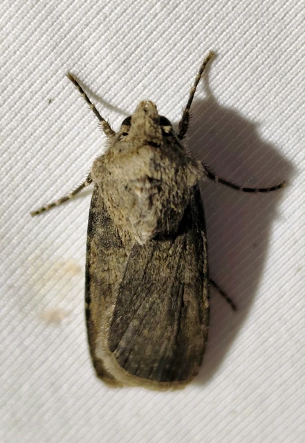 Agrotis segetum - vetési földibagoly