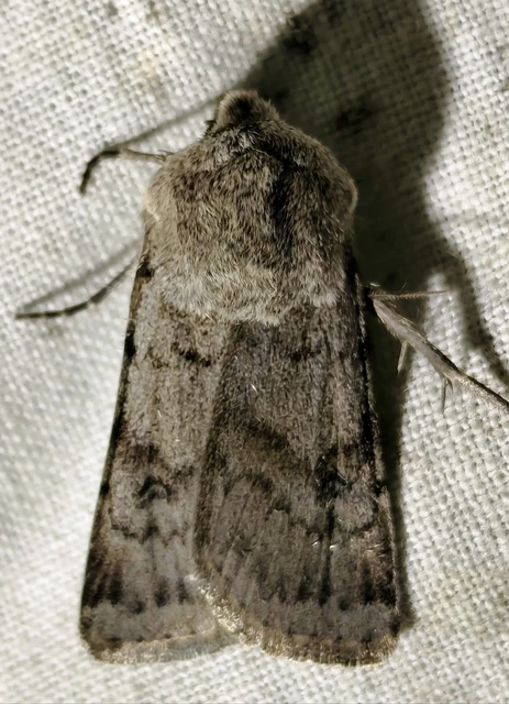 Agrotis cinerea - szürkés földibagoly